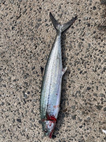 サゴシの釣果