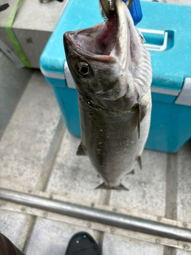 ビワマスの釣果