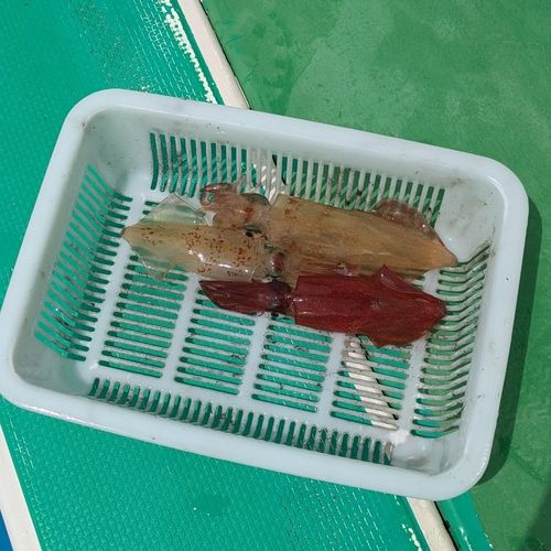 マルイカの釣果