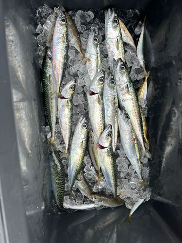 サバの釣果
