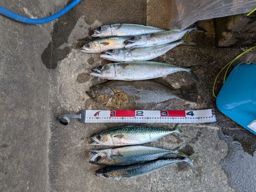 サバの釣果