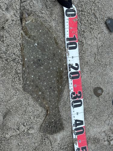 ヒラメの釣果