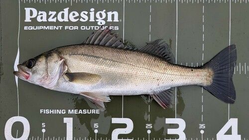 シーバスの釣果