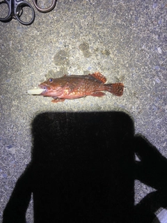 カサゴの釣果