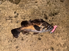 クロソイの釣果