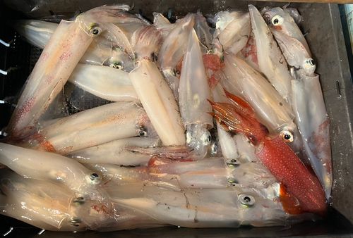 ケンサキイカの釣果