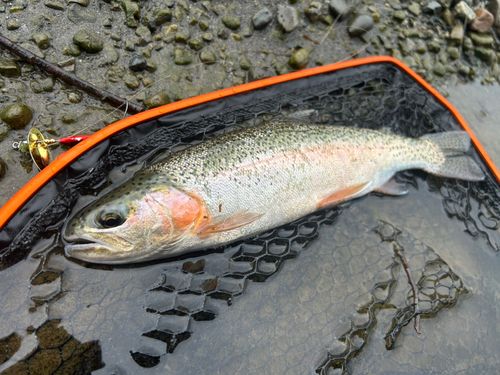 ニジマスの釣果