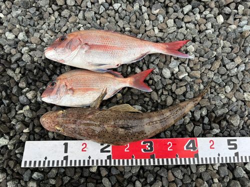 タイの釣果