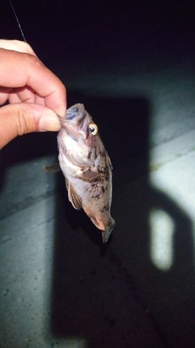 クロソイの釣果