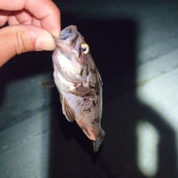 クロソイ
