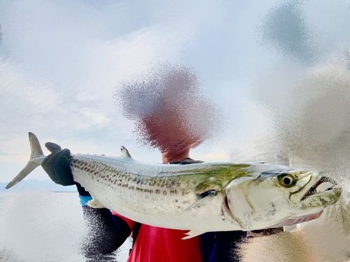 サワラの釣果