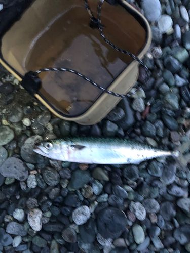 サバの釣果