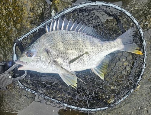 キビレの釣果