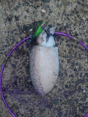 コウイカの釣果