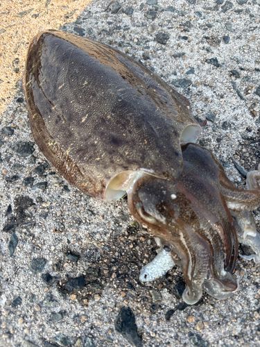 モンゴウイカの釣果