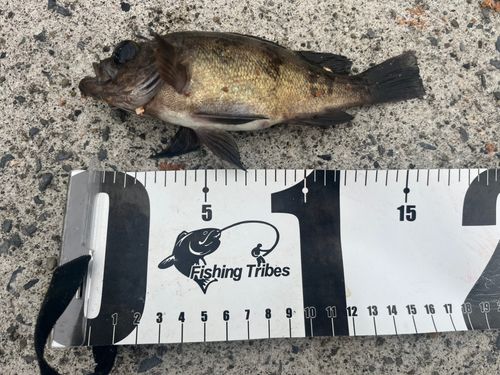 シロメバルの釣果