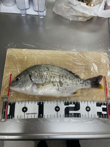 キビレの釣果