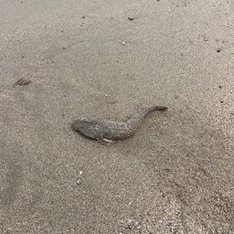 マゴチ