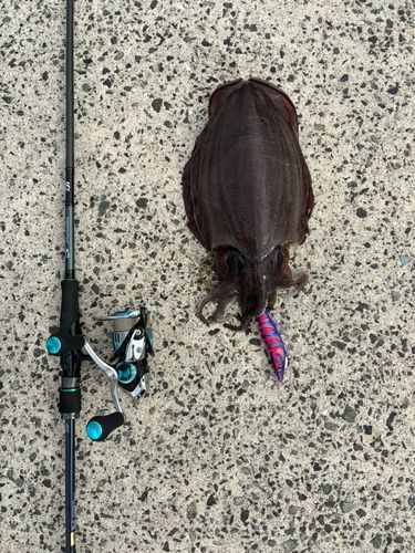 コウイカの釣果