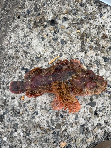 オニカサゴの釣果
