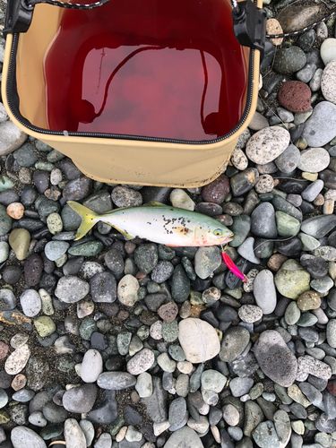 ワカシの釣果