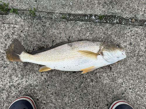 イシモチの釣果