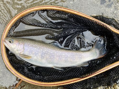 イワナの釣果
