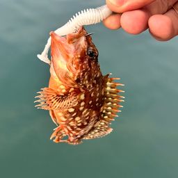 カサゴ
