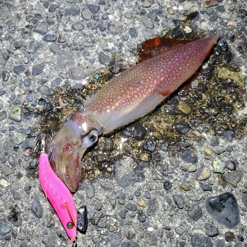 ケンサキイカの釣果