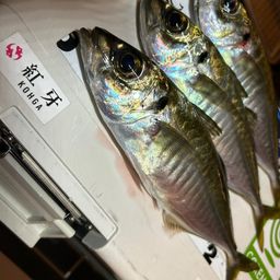 アジ