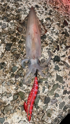 ケンサキイカの釣果