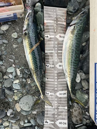 サバの釣果