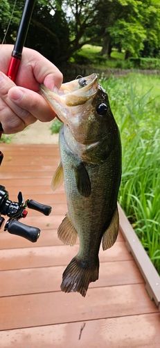 ブラックバスの釣果