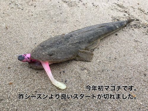 マゴチの釣果