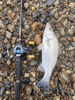 ヒラスズキの釣果