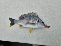 キビレの釣果