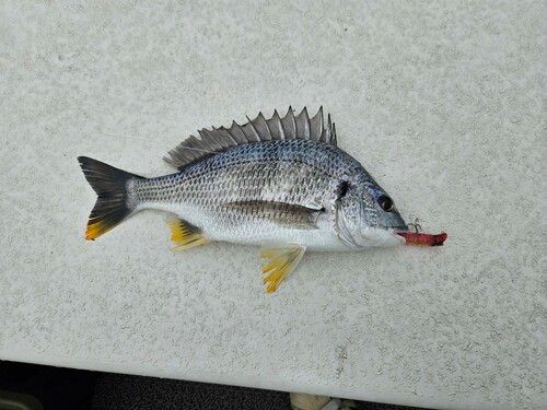 キビレの釣果