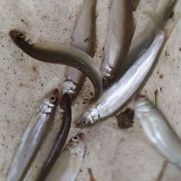 アユ