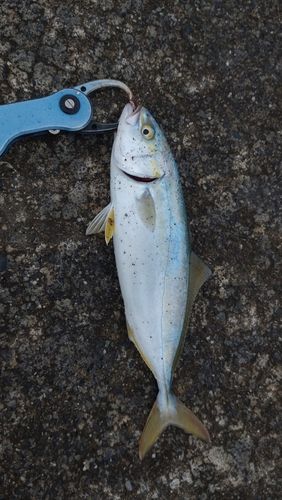ワカシの釣果
