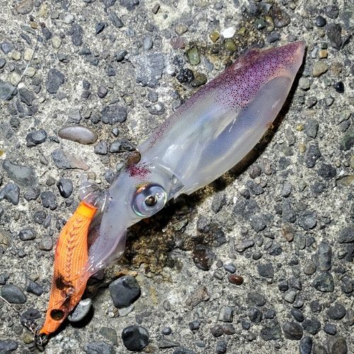 ケンサキイカの釣果