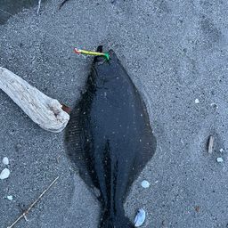 ヒラメ