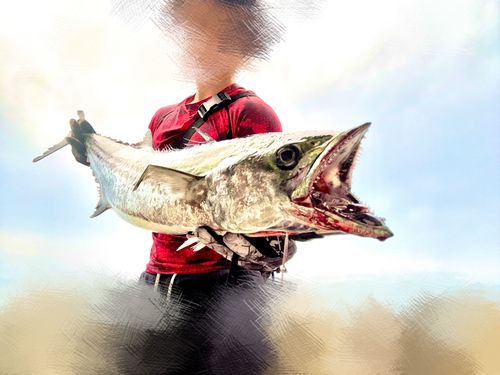 サワラの釣果