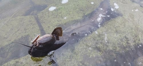 ナマズの釣果