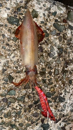 ケンサキイカの釣果