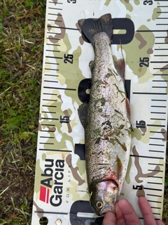 ニジマスの釣果