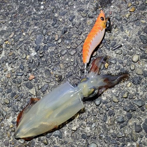 ケンサキイカの釣果
