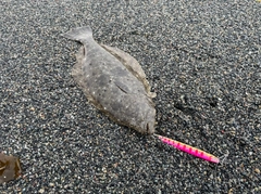 ソゲの釣果