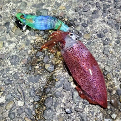 ケンサキイカの釣果