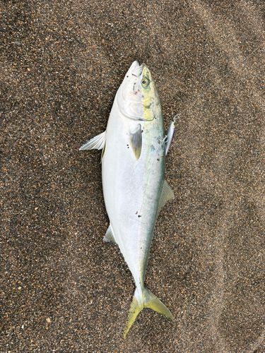 ワラサの釣果
