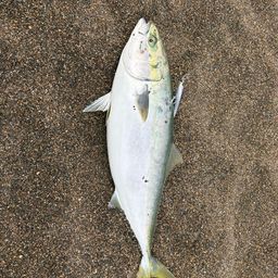 ワラサ